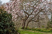 BORDE HILL GARDEN, SUSSEX: CREAM, PINK FLOWERS OF MAGNOLIA SOULANGEANA, TREES, BLOSSOMS, FLOWERING, SPRING, MARCH