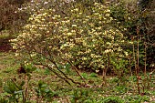 BORDE HILL GARDEN, SUSSEX: YELLOW FLOWERS OF RHODODENDRON IN THE WOODLAND, SPRING, TREES, SHRUBS, MARCH