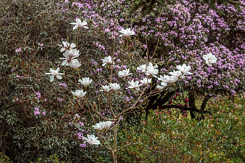 BORDE_HILL_GARDEN_SUSSEX_WHITE_CREAM_PALE_PINK_FLOWERS_OF_MILKY_WAY_SPRING_MARCH_BLOOMS_BLOOMING