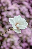 BORDE HILL GARDEN, SUSSEX: WHITE, CREAM, PALE PINK FLOWERS OF MILKY WAY, SPRING, MARCH, BLOOMS, BLOOMING