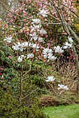 BORDE HILL GARDEN, SUSSEX: WHITE, CREAM, PALE PINK FLOWERS OF MILKY WAY, SPRING, MARCH, BLOOMS, BLOOMING