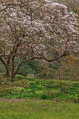 BORDE HILL GARDEN, SUSSEX: CREAM, PINK FLOWERS OF MAGNOLIA SOULANGEANA, TREES, BLOSSOMS, FLOWERING, SPRING, MARCH, HELLEBORES