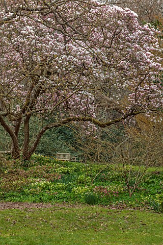 BORDE_HILL_GARDEN_SUSSEX_CREAM_PINK_FLOWERS_OF_MAGNOLIA_SOULANGEANA_TREES_BLOSSOMS_FLOWERING_SPRING_