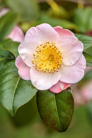 BORDE_HILL_GARDEN_SUSSEX_PALE_PINK_YELLOW_FLOWERS_BLOOMS_OF_CAMELLIA_FURO_AN_FUROAN_FLOWERING_MARCH_