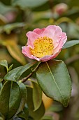 BORDE HILL GARDEN, SUSSEX: PALE PINK, YELLOW, FLOWERS, BLOOMS, OF CAMELLIA FURO AN, FURO-AN, FLOWERING, MARCH, SPRING, BLOOMING, SHRUBS
