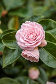 BORDE HILL GARDEN, SUSSEX: PALE PINK, FLOWERS, BLOOMS, OF CAMELLIA E G WATERHOUSE, FRECKLES, FLOWERING, MARCH, SPRING, BLOOMING, SHRUBS