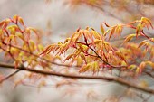 BORDE HILL GARDEN, SUSSEX: TREES, MAPLES, ACER PALMATUM SANGO KAKU, CORAL BARK MAPLE TREE, SPRING, MARCH, YELLOW, RED LEAVES, FOLIAGE