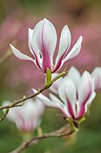 BORDE HILL GARDEN, SUSSEX: PINK, CREAM, WHITE, FLOWERS, PETALS OF MAGNOLIA CYLINDRICA BJUV, BLOOMS, BLOOMING, FLOWERING, MARCH, SPRING