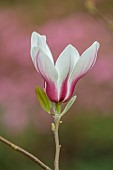 BORDE HILL GARDEN, SUSSEX: PINK, CREAM, WHITE, FLOWERS, PETALS OF MAGNOLIA CYLINDRICA BJUV, BLOOMS, BLOOMING, FLOWERING, MARCH, SPRING