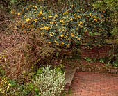BORDE HILL GARDEN, SUSSEX: YELLOW FLOWERS OF SOPHORA MICROPHYLLA SUN KING, YELLOW, PETALS, LEAVES, SHRUBS, WOODEN BENCH, FOLIAGE