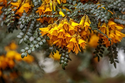 BORDE_HILL_GARDEN_SUSSEX_YELLOW_FLOWERS_OF_SOPHORA_MICROPHYLLA_SUN_KING_YELLOW_PETALS_LEAVES_SHRUBS_
