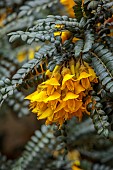 BORDE HILL GARDEN, SUSSEX: YELLOW FLOWERS OF SOPHORA MICROPHYLLA SUN KING, YELLOW, PETALS, LEAVES, SHRUBS, WOODEN BENCH, FOLIAGE