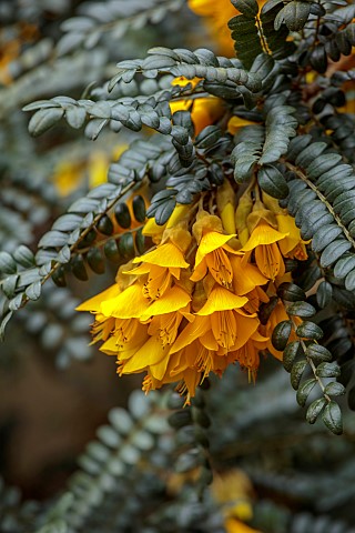 BORDE_HILL_GARDEN_SUSSEX_YELLOW_FLOWERS_OF_SOPHORA_MICROPHYLLA_SUN_KING_YELLOW_PETALS_LEAVES_SHRUBS_