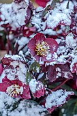 THE CONIFERS, NORTHAMPTONSHIRE: SNOW COVERED DARK RED, BLACK, FLOWERS OF HELLEBORES, HELLEBORUS HGC ICE N ROSES MERLOT, SPRING