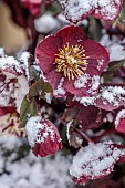 THE CONIFERS, NORTHAMPTONSHIRE: SNOW COVERED DARK RED, BLACK, FLOWERS OF HELLEBORES, HELLEBORUS HGC ICE N ROSES MERLOT, SPRING