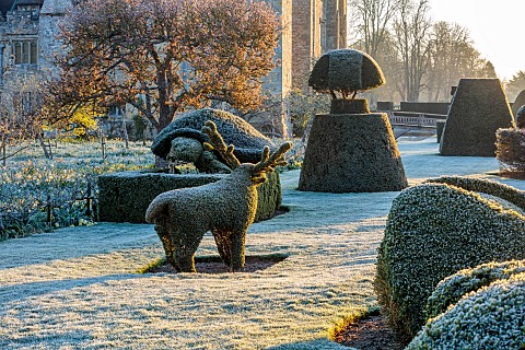 HEVER_CASTLE_KENT_MARCH_WINTER_SPRING_THE_TOPIARY_WALK_CASTLE_LAWN_CLIPPED_REINDEER_FROST