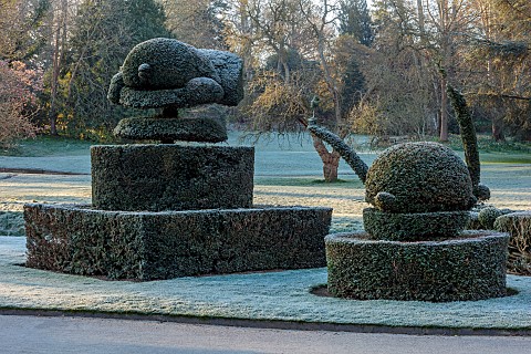 HEVER_CASTLE_KENT_MARCH_WINTER_SPRING_THE_TOPIARY_WALK_LAWN_CLIPPED_YEW_FROST