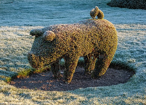 HEVER_CASTLE_KENT_MARCH_WINTER_SPRING_THE_TOPIARY_WALK_LAWN_CLIPPED_YEW_FROST_PIG