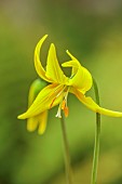 TWELVE NUNNS, LINCOLNSHIRE: YELLOW FLOWERS OF DOGS TOOTH VIOLET - ERYTHRONIUM HARVINGTON SUNSHINE, SPRING, BLOOMS, WOODLAND, BULBS