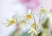 TWELVE NUNNS, LINCOLNSHIRE: WHITE, CREAM FLOWERS OF DOGS TOOTH VIOLET - ERYTHRONIUM HOWELLII, SPRING, BLOOMS, WOODLAND, BULBS