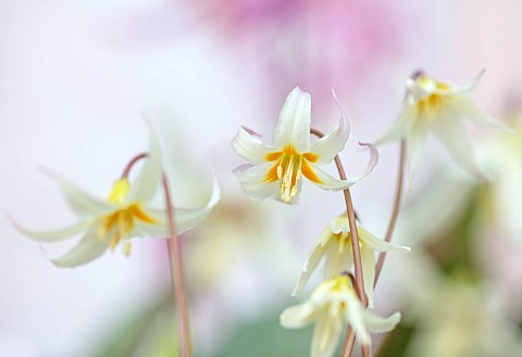 TWELVE_NUNNS_LINCOLNSHIRE_WHITE_CREAM_FLOWERS_OF_DOGS_TOOTH_VIOLET__ERYTHRONIUM_HOWELLII_SPRING_BLOO