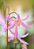 TWELVE NUNNS, LINCOLNSHIRE: PINK, FLOWERS OF DOGS TOOTH VIOLET - ERYTHRONIUM REVOLUTUM KNIGHTSHAYES PINK, SPRING, BLOOMS, WOODLAND, BULBS