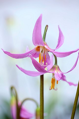 TWELVE_NUNNS_LINCOLNSHIRE_PINK_FLOWERS_OF_DOGS_TOOTH_VIOLET__ERYTHRONIUM_REVOLUTUM_KNIGHTSHAYES_PINK