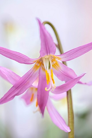 TWELVE_NUNNS_LINCOLNSHIRE_PINK_FLOWERS_OF_DOGS_TOOTH_VIOLET__ERYTHRONIUM_REVOLUTUM_KNIGHTSHAYES_PINK