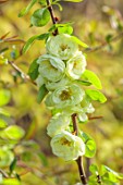 CLOSE UP PLANT PORTRAIT OF GREEN, CREAM FLOWERS OF CHAENOMELES SPECIOSA KINSHIDEN, QUINCE, SHRUBS, MARCH, FLOWERING, BLOOMING, BLOOMS