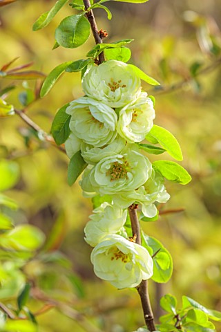 CLOSE_UP_PLANT_PORTRAIT_OF_GREEN_CREAM_FLOWERS_OF_CHAENOMELES_SPECIOSA_KINSHIDEN_QUINCE_SHRUBS_MARCH