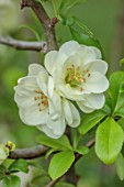 CLOSE UP PLANT PORTRAIT OF GREEN, CREAM FLOWERS OF CHAENOMELES SPECIOSA YUKIGOTEN, QUINCE, SHRUBS, MARCH, FLOWERING, BLOOMING, BLOOMS