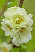 CLOSE UP PLANT PORTRAIT OF GREEN, CREAM FLOWERS OF CHAENOMELES SPECIOSA YUKIGOTEN, QUINCE, SHRUBS, MARCH, FLOWERING, BLOOMING, BLOOMS
