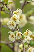 CLOSE UP PLANT PORTRAIT OF GREEN, CREAM FLOWERS OF CHAENOMELES X SUPERBA LEMON AND LIME, QUINCE, SHRUBS, MARCH, FLOWERING, BLOOMING, BLOOMS