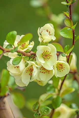 CLOSE_UP_PLANT_PORTRAIT_OF_GREEN_CREAM_FLOWERS_OF_CHAENOMELES_X_SUPERBA_LEMON_AND_LIME_QUINCE_SHRUBS