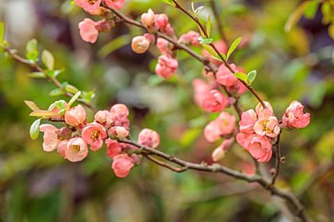 CLOSE_UP_PLANT_PORTRAIT_OF_PINK_FLOWERS_OF_CHAENOMELES_X_SUPERBA_PINK_TRAIL_QUINCE_SHRUBS_MARCH_FLOW