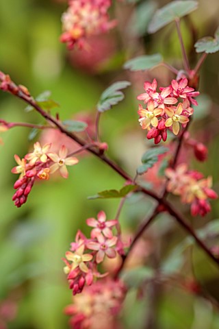 CLOSE_UP_PLANT_PORTRAIT_OF_PINK_YELLOW_FLOWERS_OF_CURRANTS_RIBES_X_GORDONIANUM_SHRUBS_MARCH_FLOWERIN