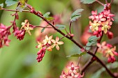 CLOSE UP PLANT PORTRAIT OF PINK, YELLOW FLOWERS OF CURRANTS, RIBES X GORDONIANUM, SHRUBS, MARCH, FLOWERING, BLOOMING, BLOOMS