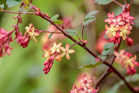 CLOSE_UP_PLANT_PORTRAIT_OF_PINK_YELLOW_FLOWERS_OF_CURRANTS_RIBES_X_GORDONIANUM_SHRUBS_MARCH_FLOWERIN