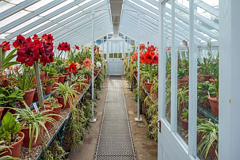 WEST_DEAN_GARDENS_SUSSEX_AMARYLLIS_HIPPEASTRUM_COLLECTION_GREENHOUSE_GLASSHOUSE_BULBS