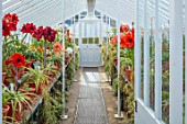 WEST DEAN GARDENS, SUSSEX: AMARYLLIS, HIPPEASTRUM COLLECTION, GREENHOUSE, GLASSHOUSE, BULBS