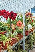 WEST DEAN GARDENS, SUSSEX: AMARYLLIS, HIPPEASTRUM COLLECTION, GREENHOUSE, GLASSHOUSE, BULBS