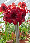 WEST DEAN GARDENS, SUSSEX: RED FLOWERS OF AMARYLLIS, HIPPEASTRUM GRAND DIVA, BULBS, APRIL, GREENHOUSE, GLASSHOUSE