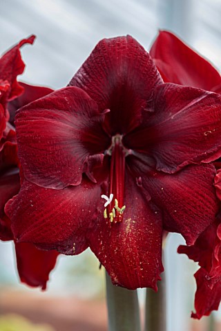 WEST_DEAN_GARDENS_SUSSEX_RED_FLOWERS_OF_AMARYLLIS_HIPPEASTRUM_GRAND_DIVA_BULBS_APRIL_GREENHOUSE_GLAS