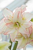WEST DEAN GARDENS, SUSSEX: WHITE, RED FLOWERS OF AMARYLLIS, HIPPEASTRUM APHRODITE, BULBS, APRIL, GREENHOUSE, GLASSHOUSE