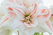 WEST DEAN GARDENS, SUSSEX: WHITE, RED FLOWERS OF AMARYLLIS, HIPPEASTRUM APHRODITEDANCING QUEEN, BULBS, APRIL, GREENHOUSE, GLASSHOUSE