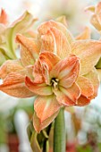 WEST DEAN GARDENS, SUSSEX: ORANGE, GREEN FLOWERS OF AMARYLLIS, HIPPEASTRUM EXOTIC NYMPH, BULBS, APRIL, GREENHOUSE, GLASSHOUSE