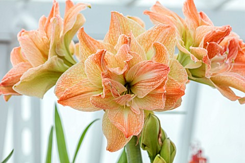 WEST_DEAN_GARDENS_SUSSEX_ORANGE_GREEN_FLOWERS_OF_AMARYLLIS_HIPPEASTRUM_EXOTIC_NYMPH_BULBS_APRIL_GREE
