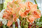 WEST DEAN GARDENS, SUSSEX: ORANGE, GREEN FLOWERS OF AMARYLLIS, HIPPEASTRUM EXOTIC NYMPH, BULBS, APRIL, GREENHOUSE, GLASSHOUSE