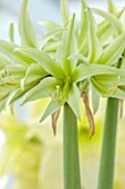 WEST DEAN GARDENS, SUSSEX: GREEN FLOWERS OF AMARYLLIS, HIPPEASTRUM EVERGREEN, BULBS, APRIL, GREENHOUSE, GLASSHOUSE