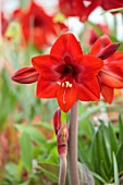 WEST DEAN GARDENS, SUSSEX: RED FLOWERS OF AMARYLLIS, HIPPEASTRUM RAPIDO, COLIBRI GROUP, BULBS, APRIL, GREENHOUSE, GLASSHOUSE